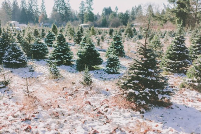 Christmas trees at a tree farm with snow on the ground.