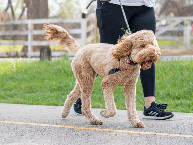 business ideas for kids